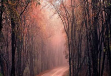 必赢Bwin官网:B费本赛季联赛直接参与15球,五大联赛中场仅次于维尔茨.